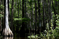 Cypress Forest in Shingle Creek FL