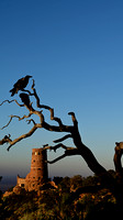 Crow at Grand Canyon NP