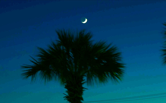 Palm Tree and Cresant Moon